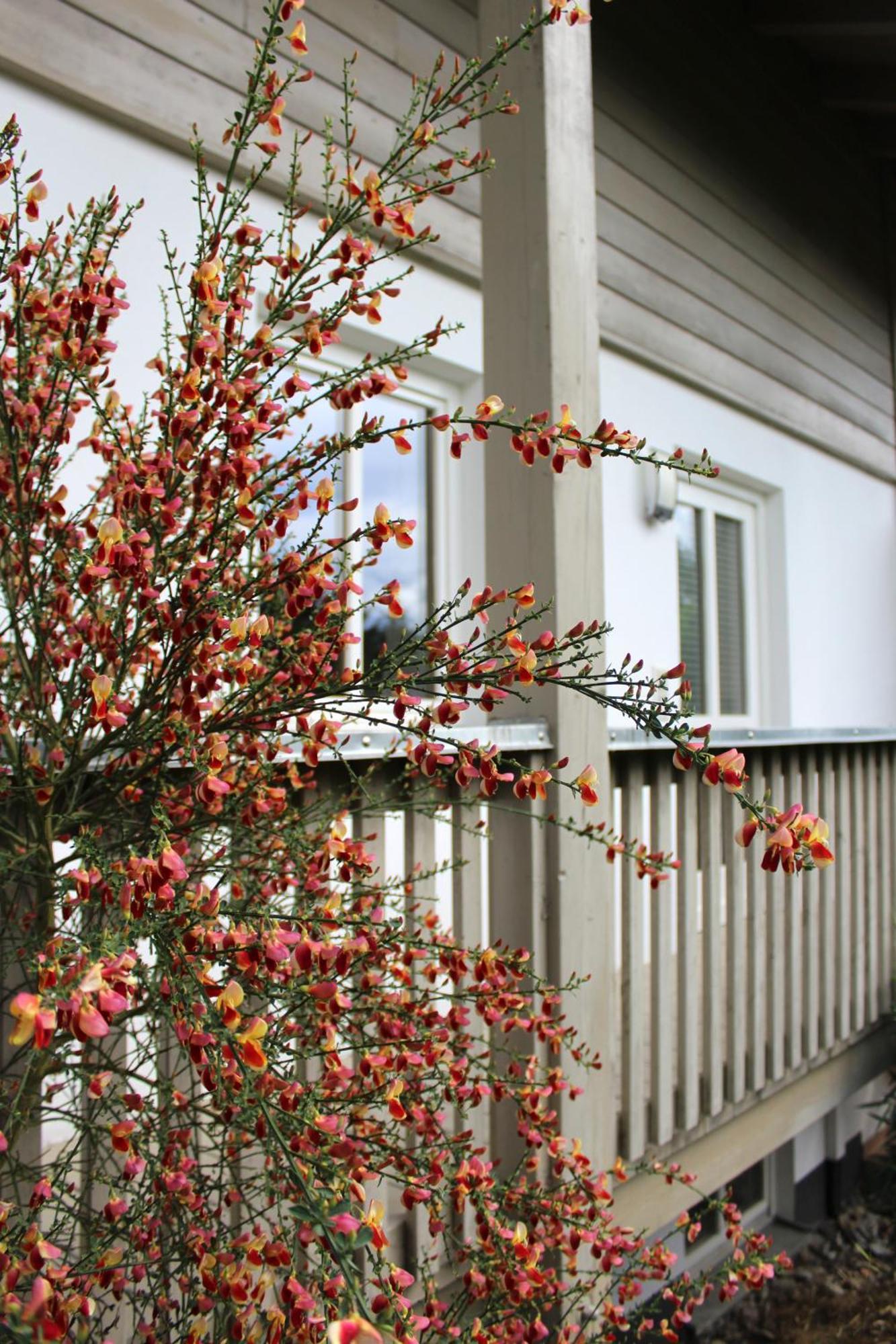 Woidblick Apartment Drachselsried